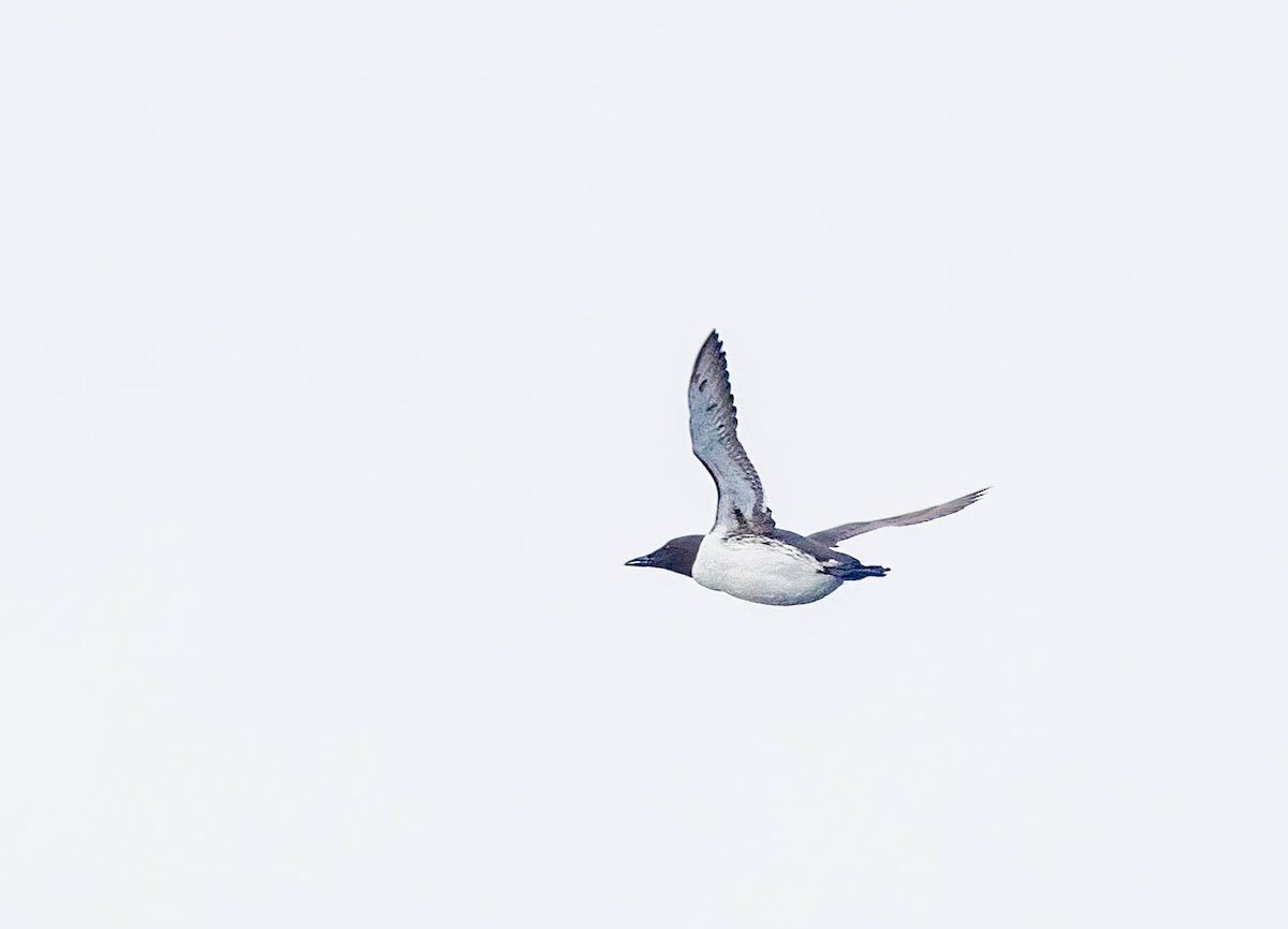 Common Murre - ML638984860