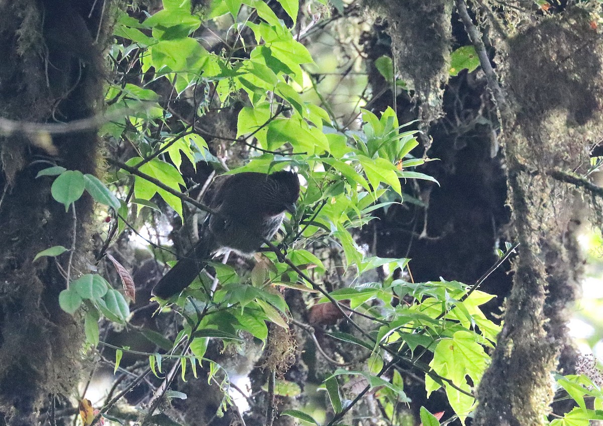 Striated Laughingthrush - ML638984861