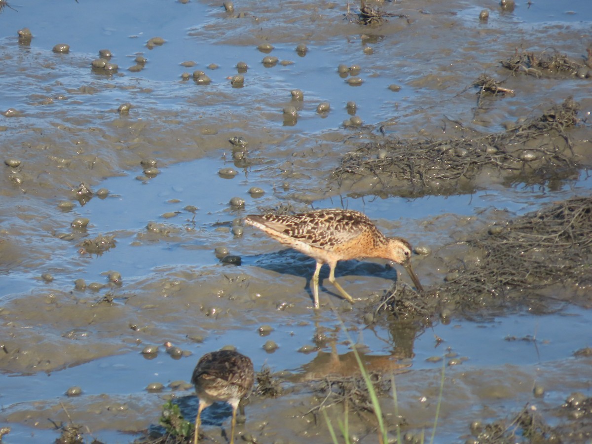 Moorschlammläufer - ML638984876