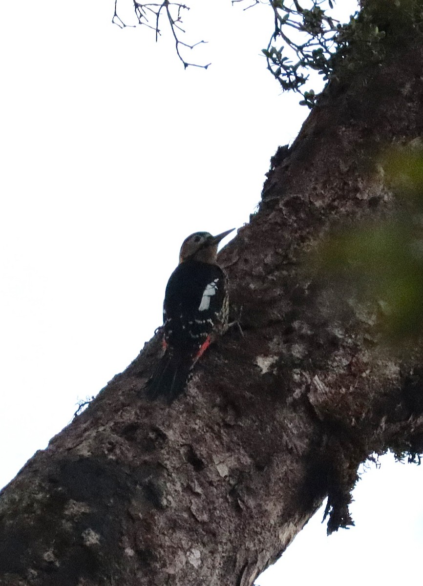 Darjeeling Woodpecker - ML638984991