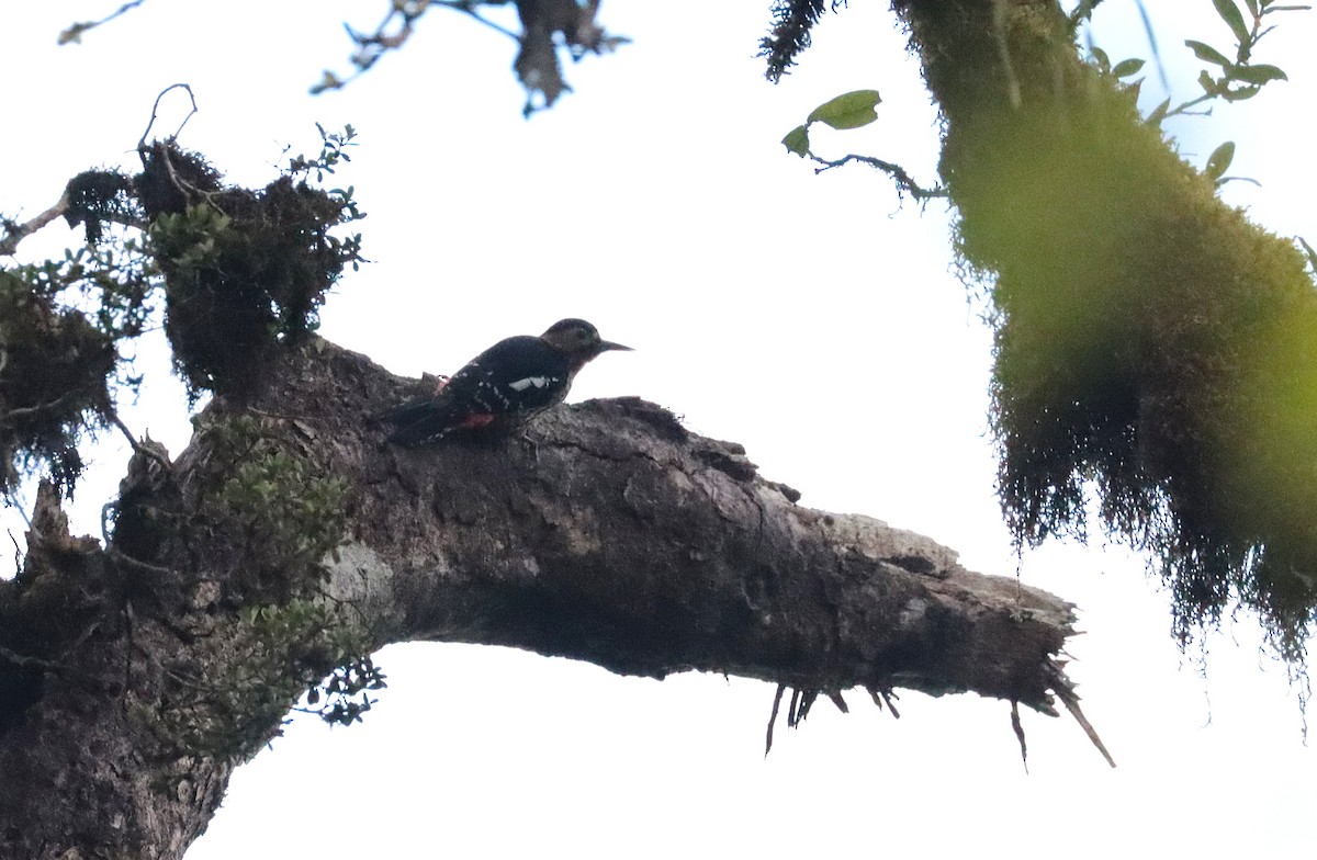 Darjeeling Woodpecker - ML638984992
