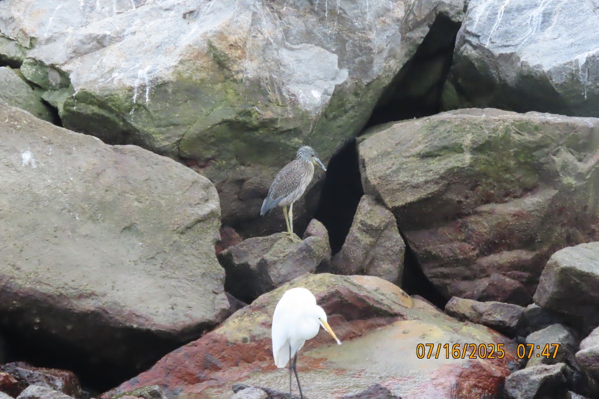 Krabbenreiher - ML638985000