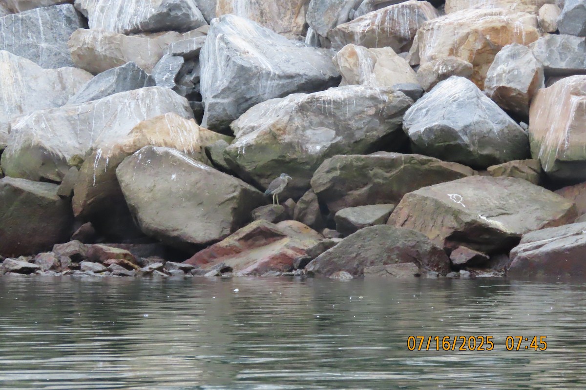 Krabbenreiher - ML638985002