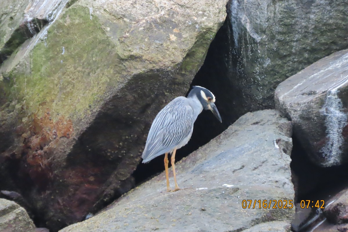 Krabbenreiher - ML638985028