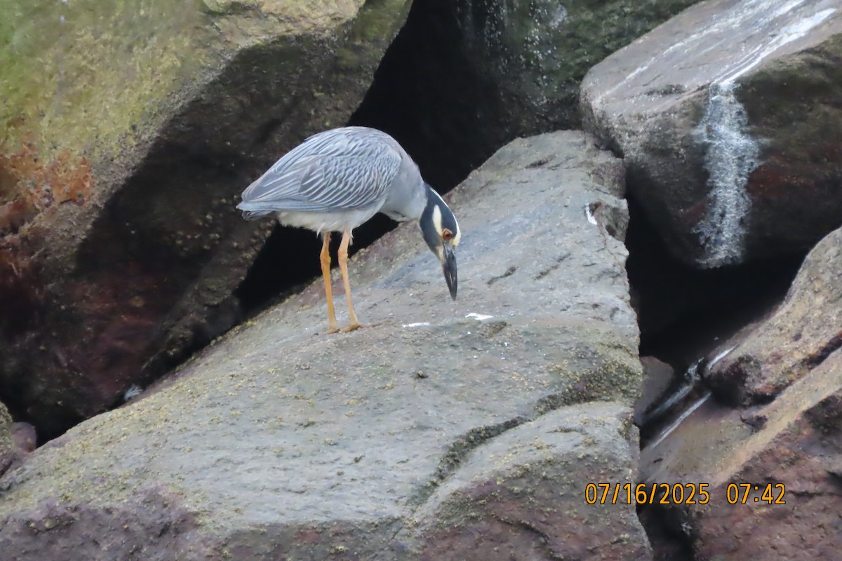Krabbenreiher - ML638985029