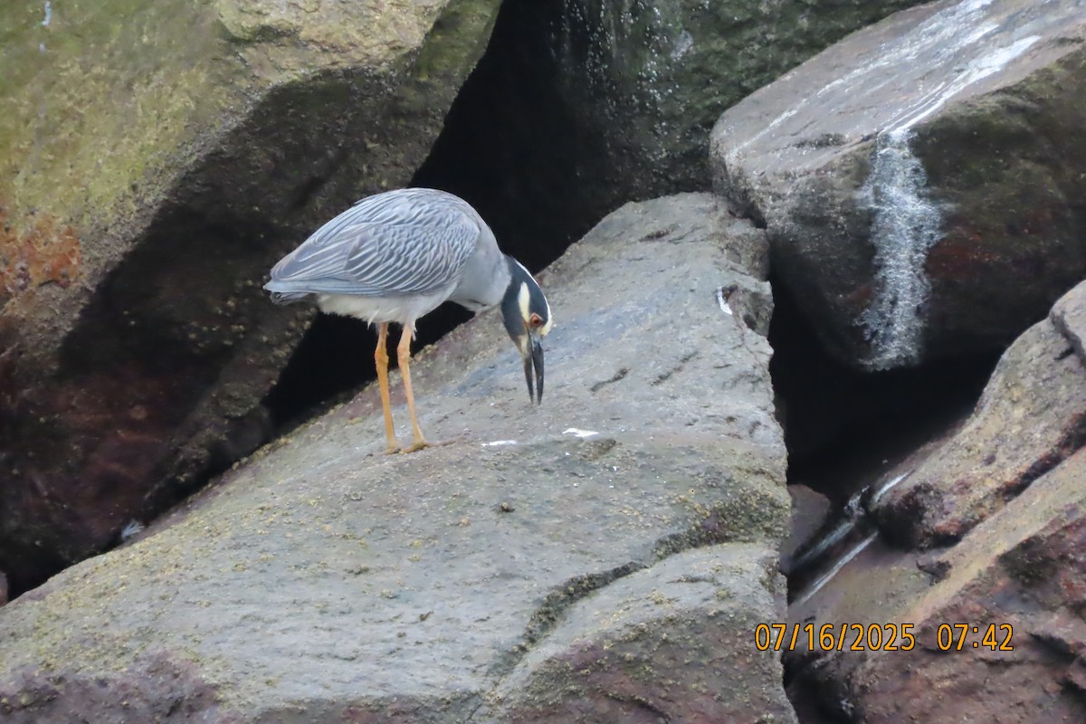 Krabbenreiher - ML638985030