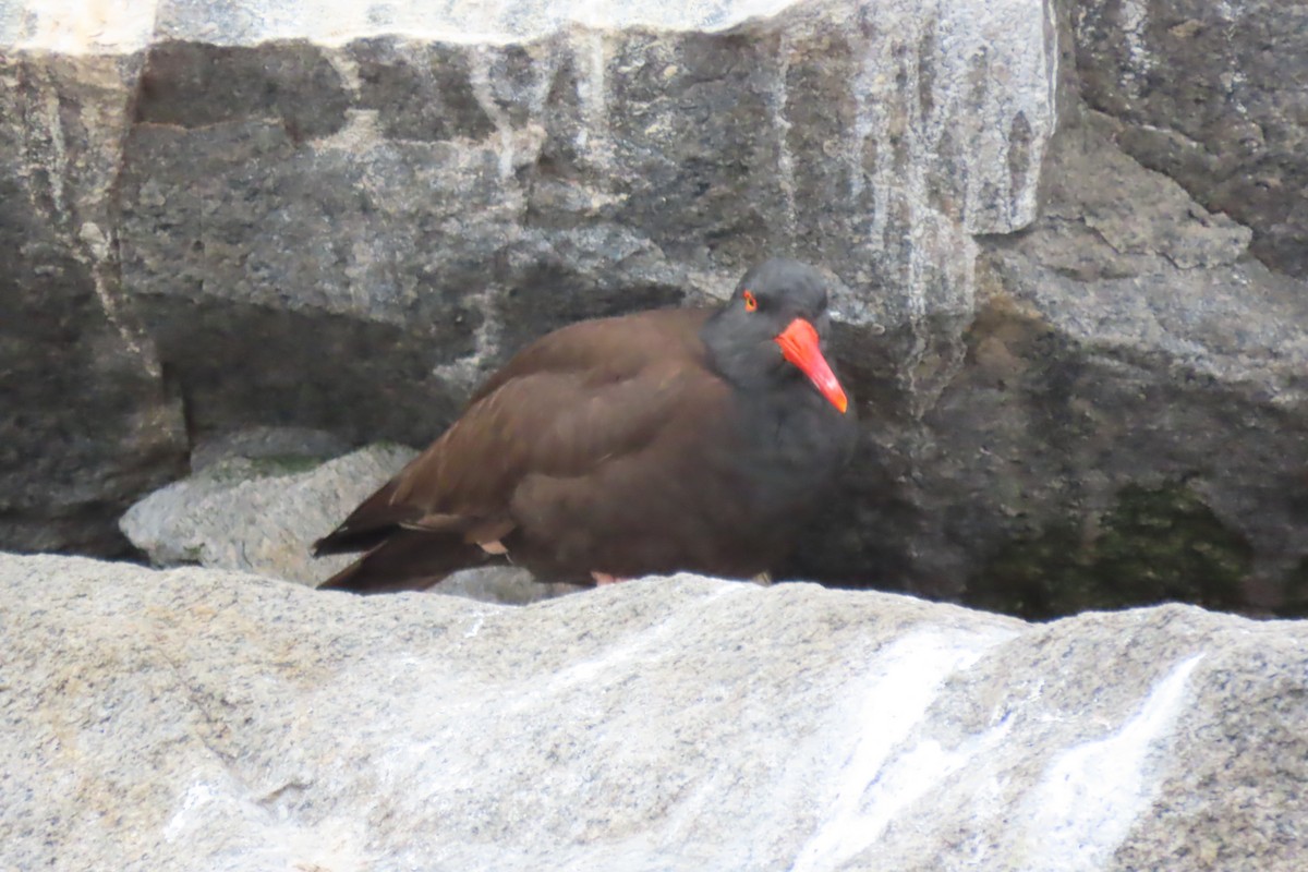 Black Oystercatcher - ML638985105