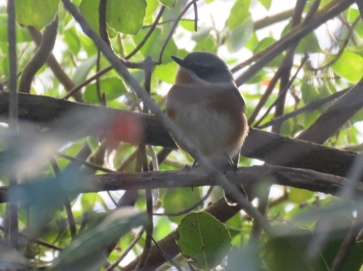 Cape Batis (Cape) - ML638985124