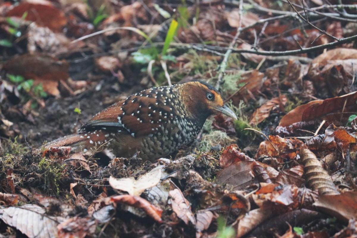 Spotted Laughingthrush - ML638985131