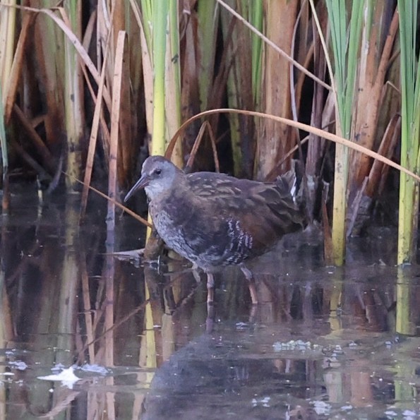 Virginia Rail - ML638985133