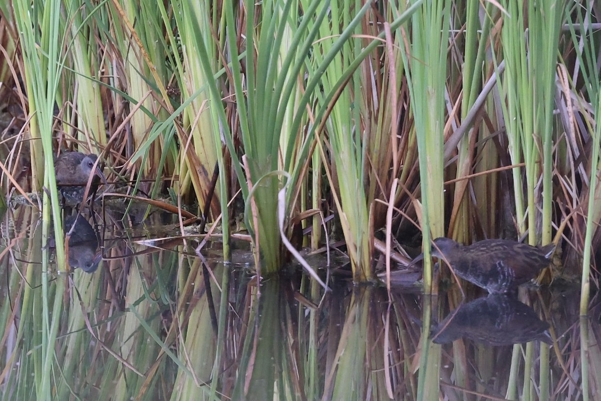 Virginia Rail - ML638985136