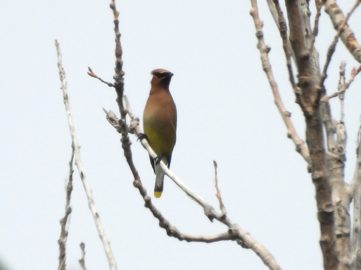 Cedar Waxwing - ML638985161