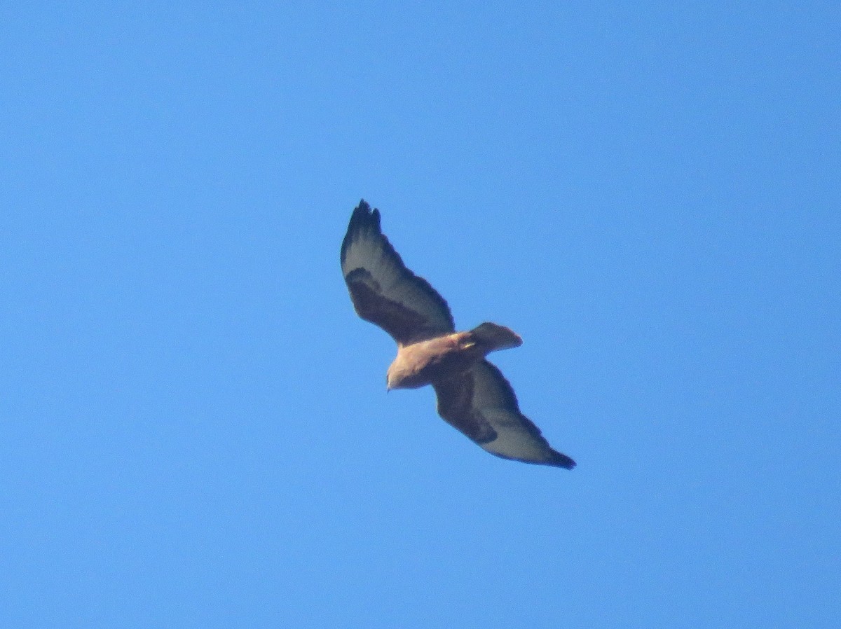 Elgin Buzzard (undescribed form) - ML638985207