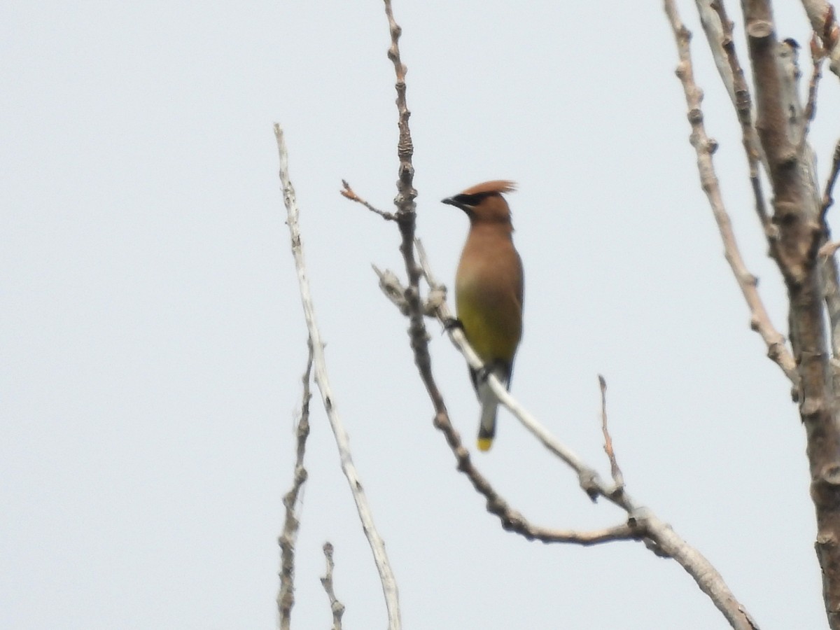 Cedar Waxwing - ML638985231