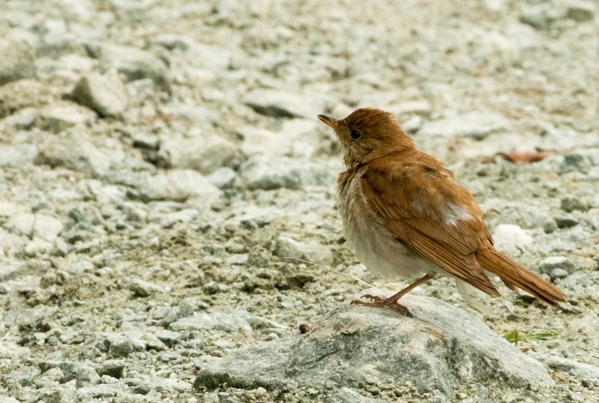 Veery - ML638985234