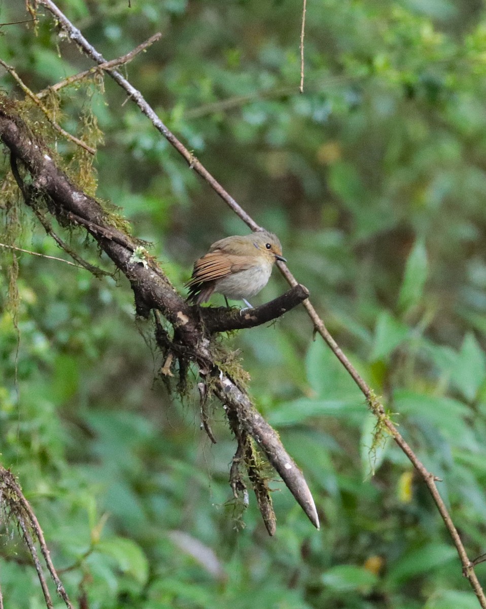 Rufous-bellied Niltava - ML638985240
