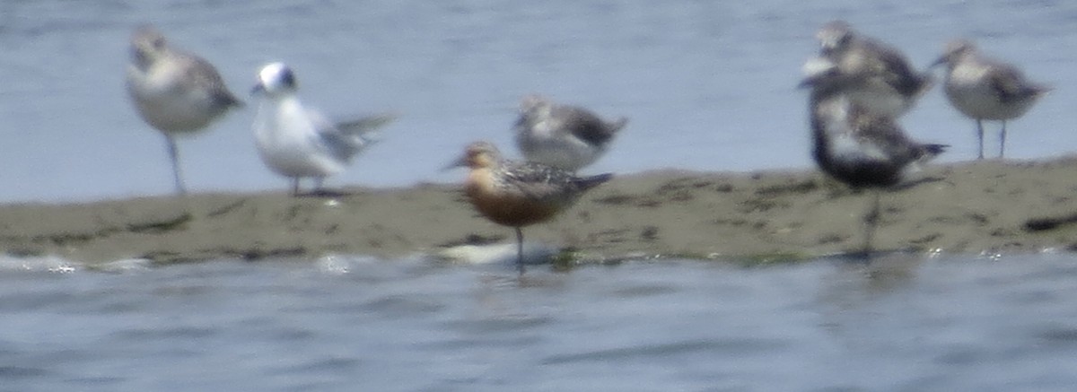 Red Knot - ML638985244