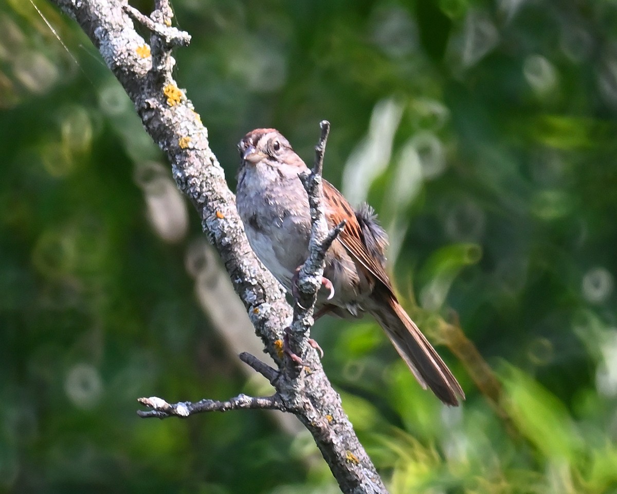 Swamp Sparrow - ML638985259