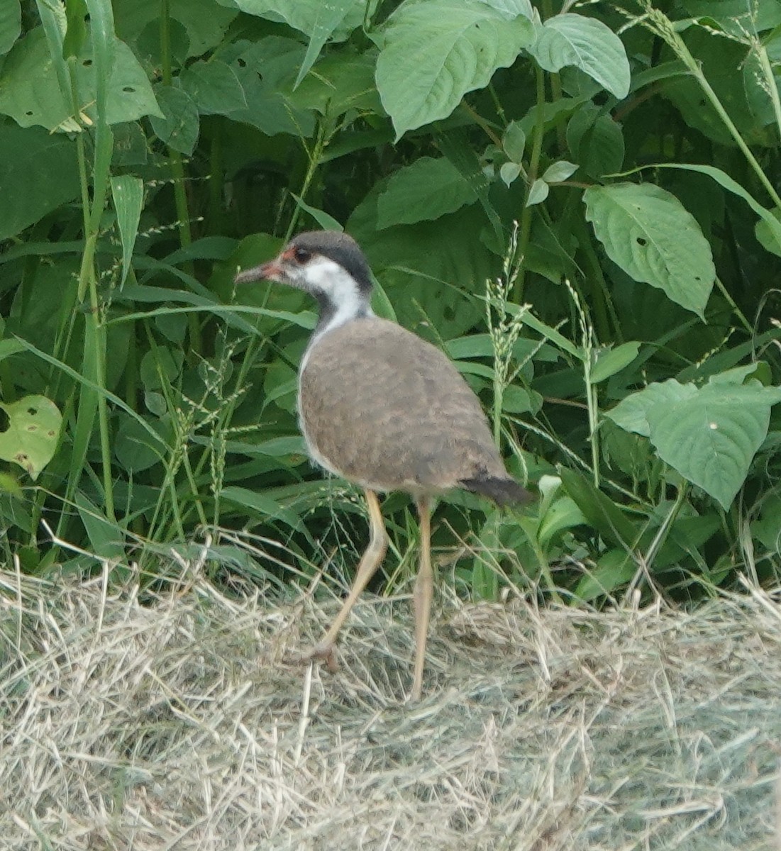 Red-wattled Lapwing - ML638985263