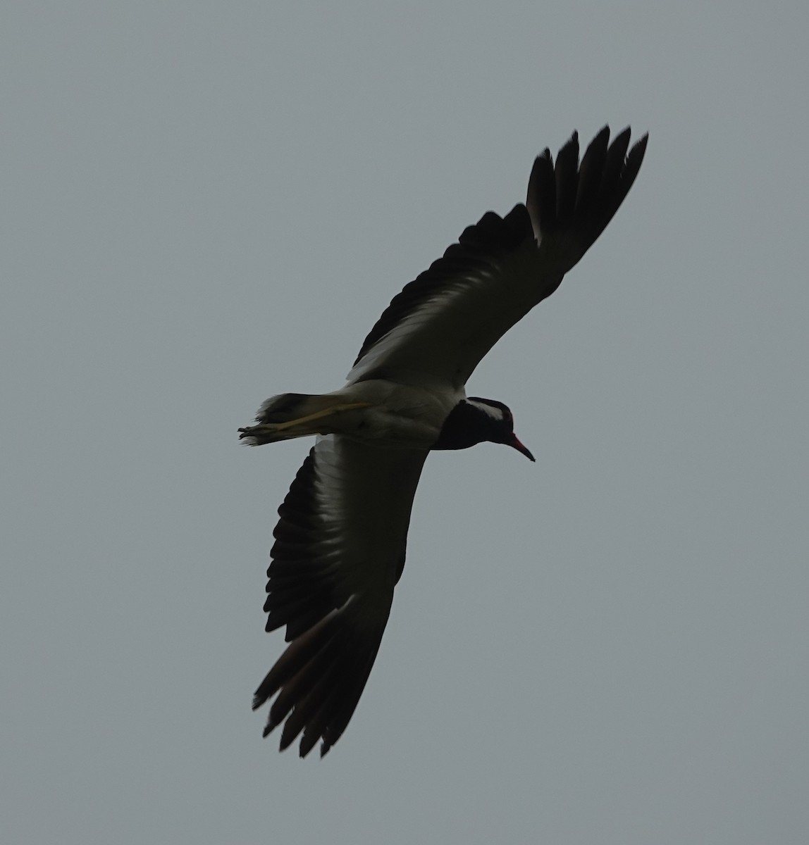 Red-wattled Lapwing - ML638985264