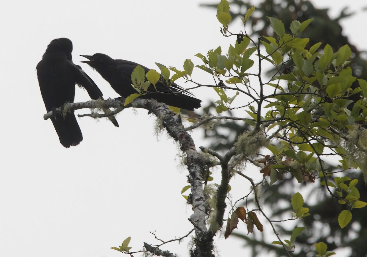 American Crow - ML638985268