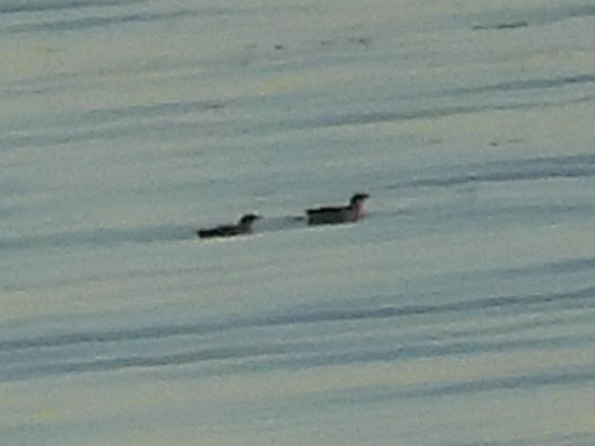 Marbled Murrelet - ML638985281