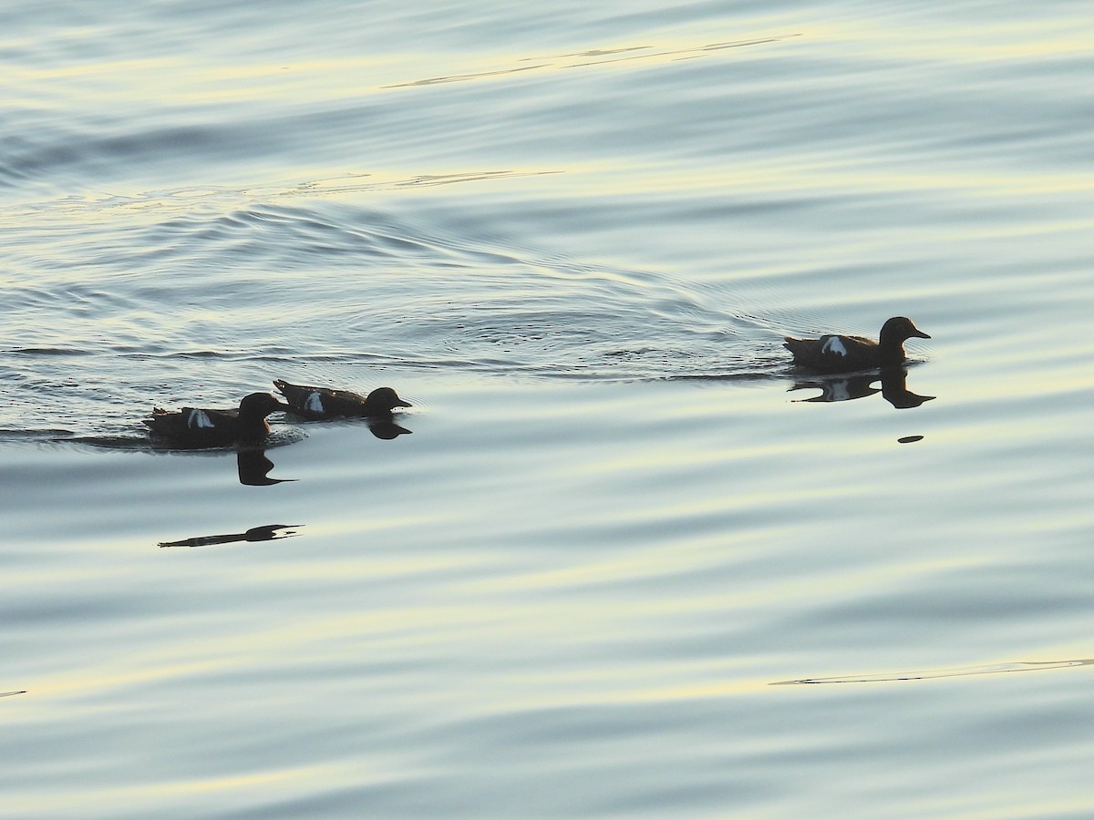 Pigeon Guillemot - ML638985282