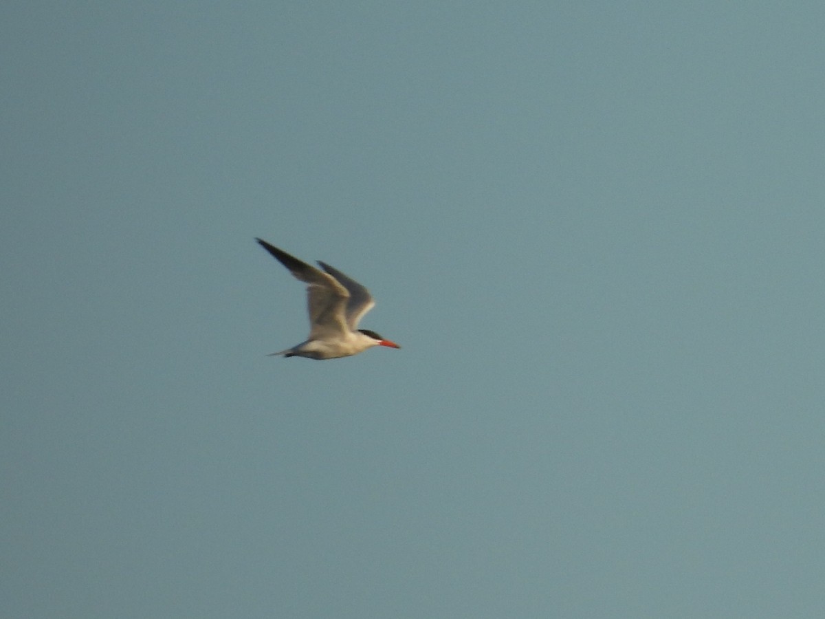 Caspian Tern - ML638985284