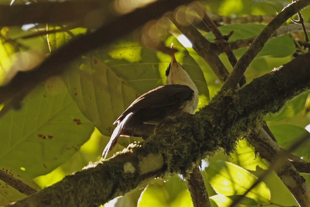 Sri Lanka Scimitar-Babbler - ML638985305