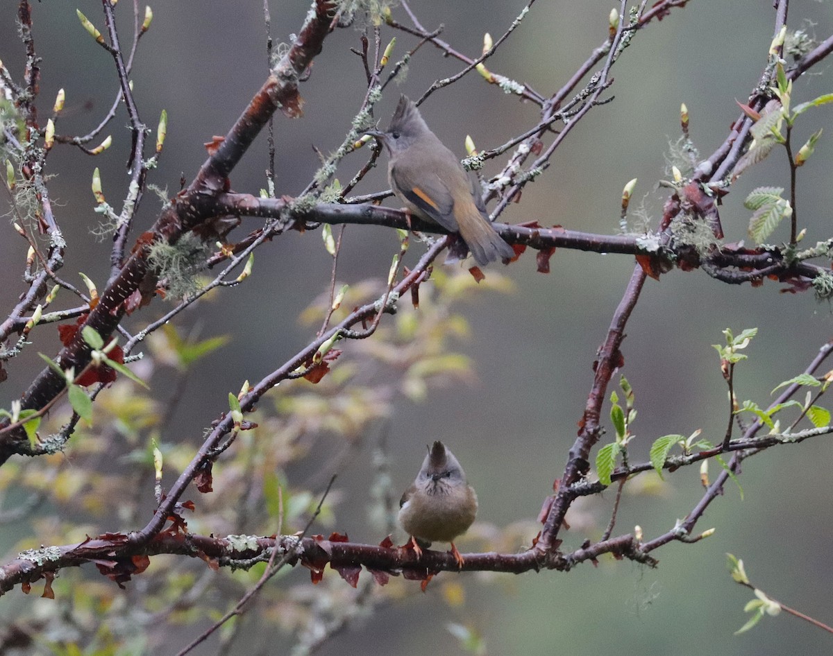 Stripe-throated Yuhina - ML638985315