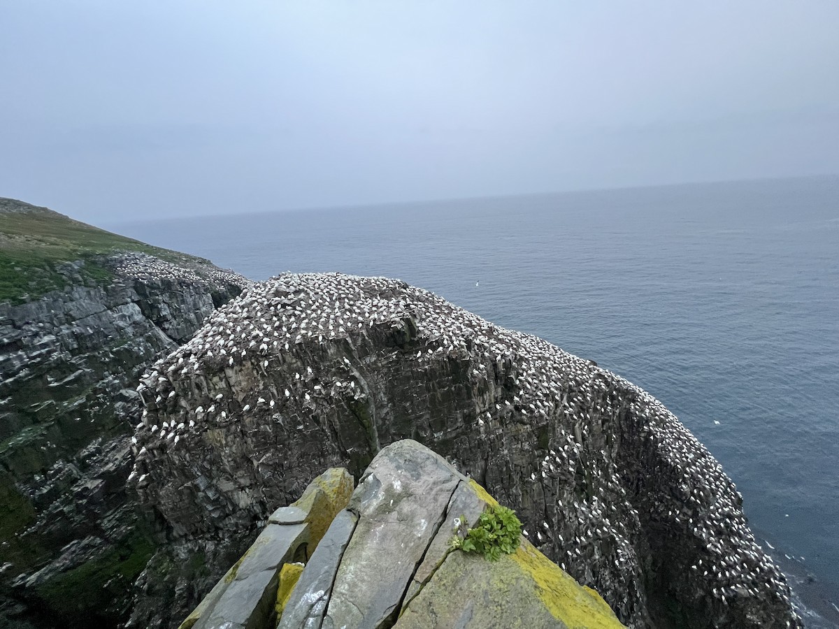 Northern Gannet - ML638985326