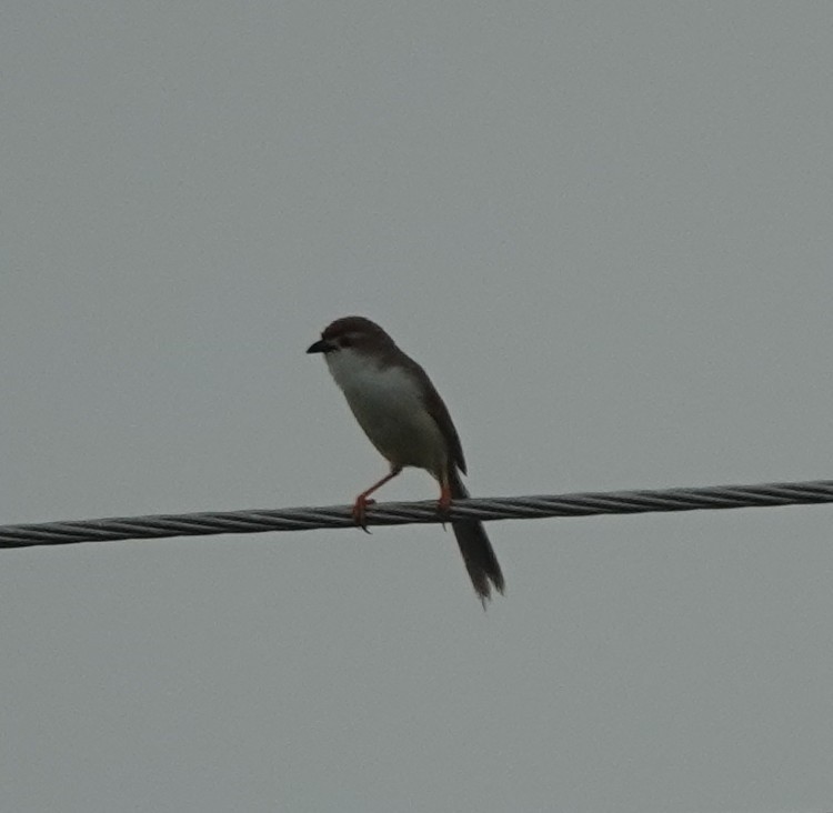 Yellow-eyed Babbler - ML638985350