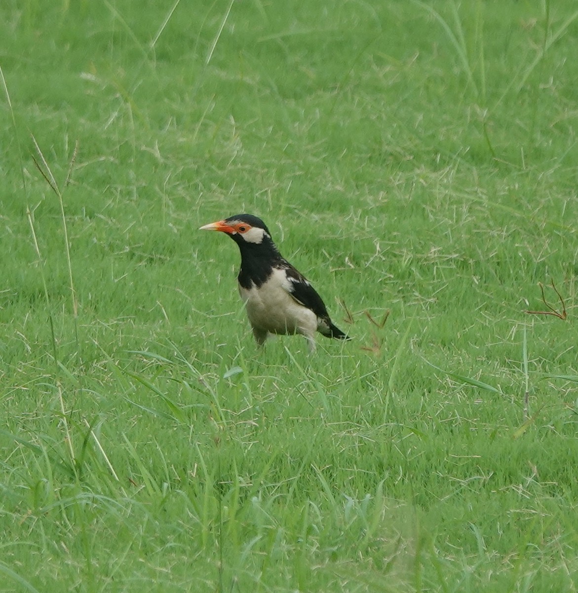 印度鵲椋鳥 - ML638985359