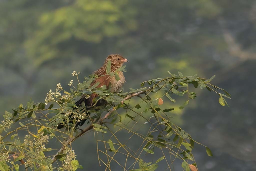 kukačka orientální - ML638985425