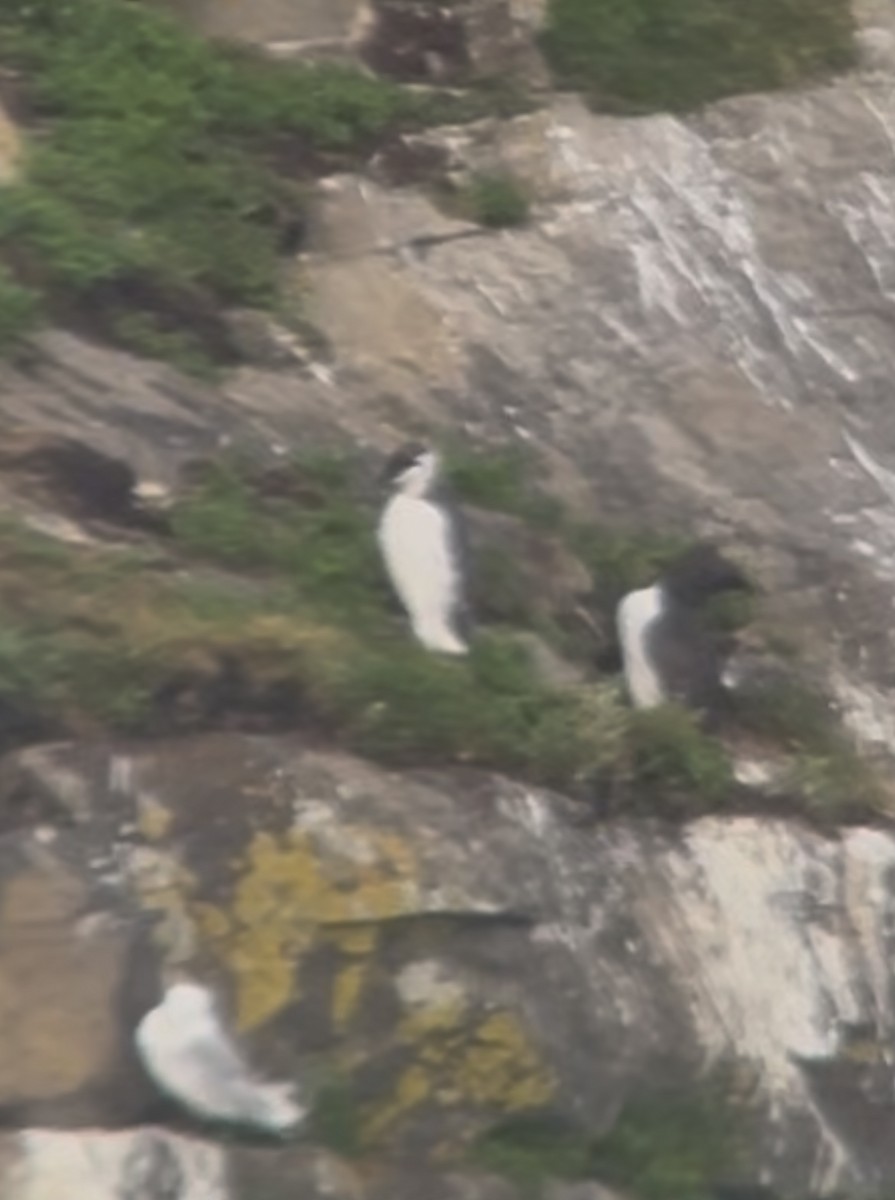 Common Murre - ML638985436