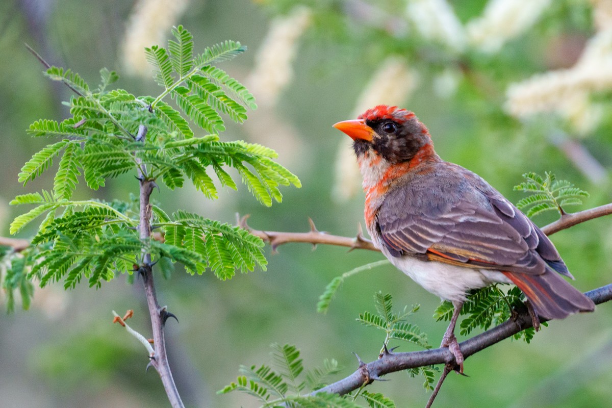 Red-headed Weaver - ML638985448