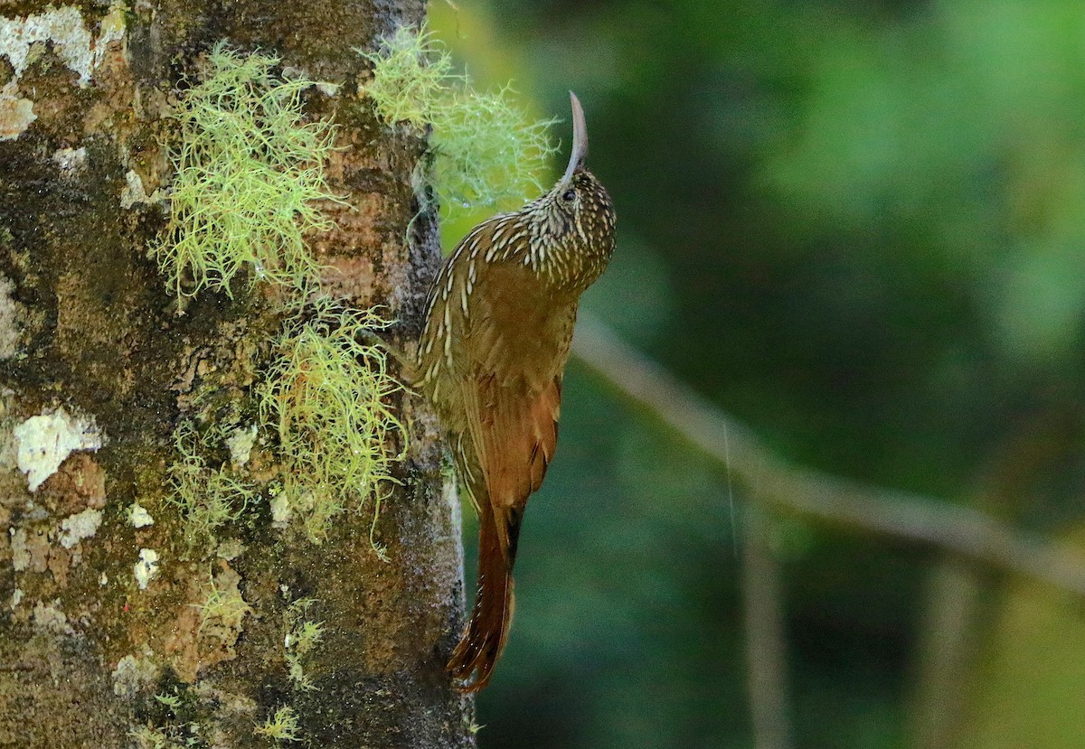 Montane Woodcreeper - ML638985494