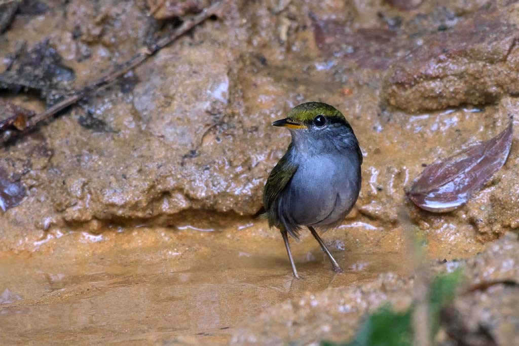 Gray-bellied Tesia - ML638985499