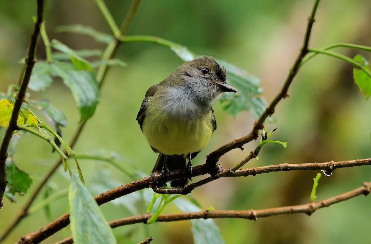 Pale-edged Flycatcher - ML638985515