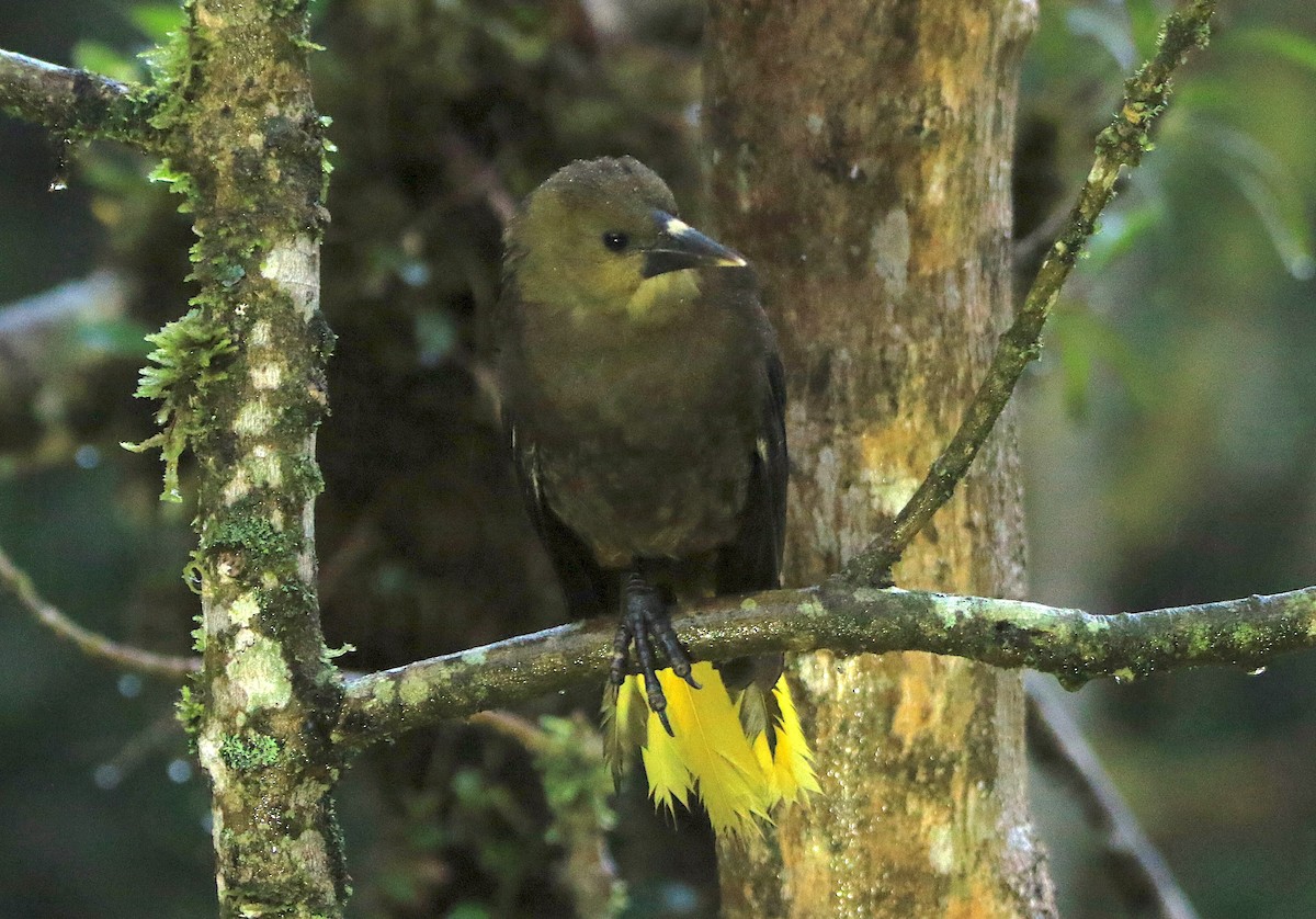 Russet-backed Oropendola - ML638985525