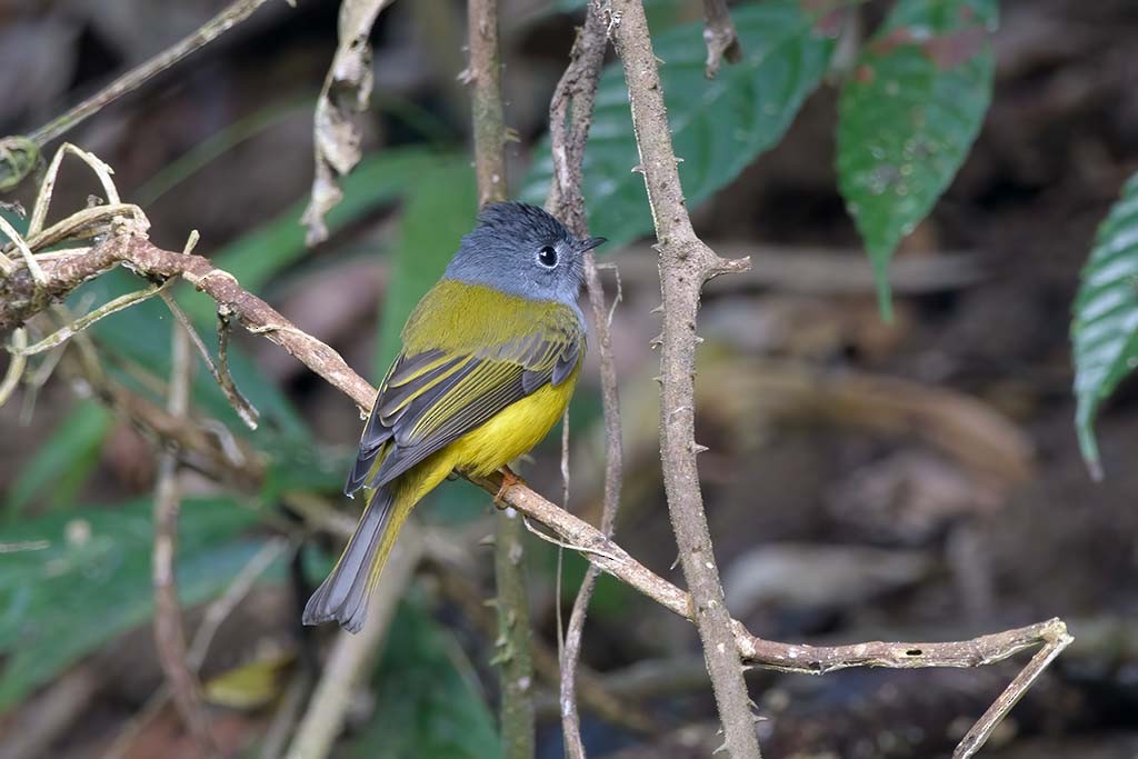 Gray-headed Canary-Flycatcher - ML638985529