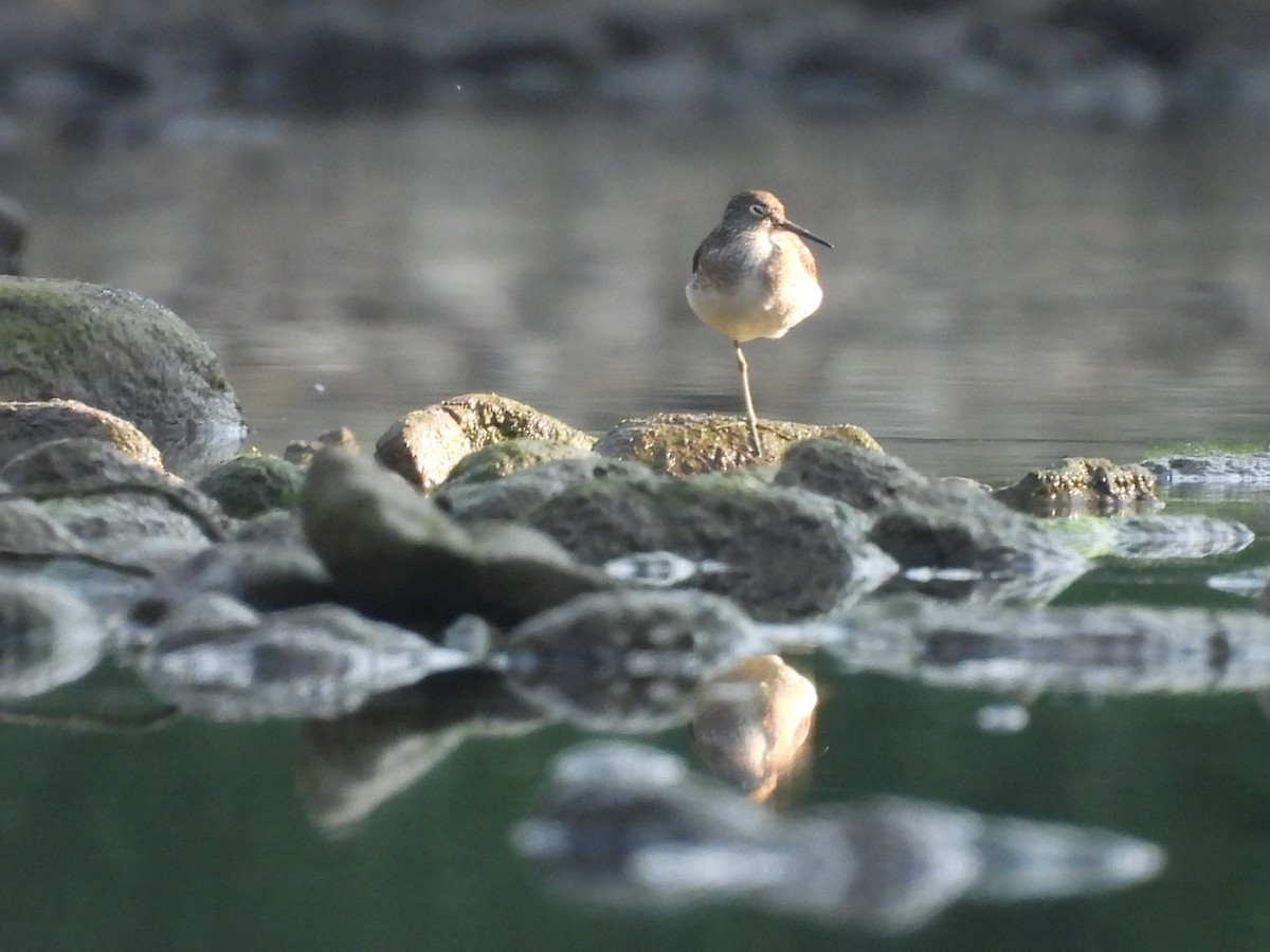 Solitary Sandpiper - ML638985568