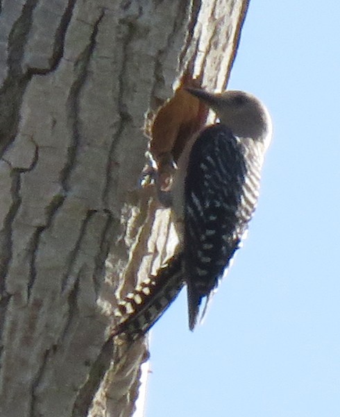 Gila Woodpecker - ML638985572