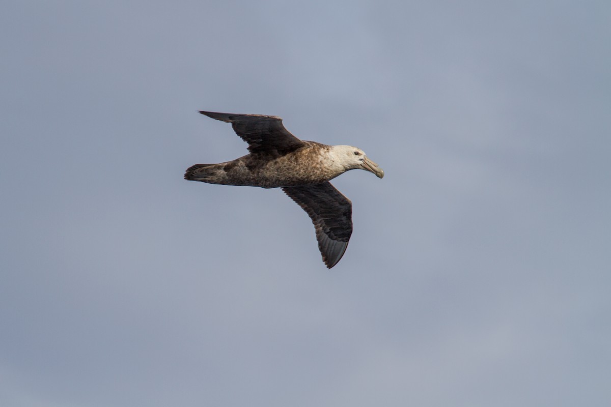 Southern Giant-Petrel - ML638985580