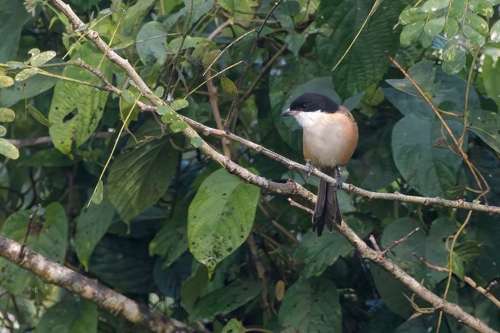 ťuhýk královský (ssp. tricolor/longicaudatus) - ML638985581