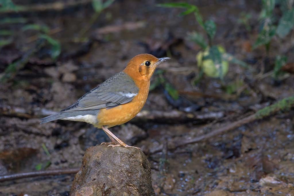 drozd oranžovohlavý - ML638985631