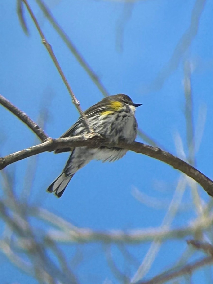 Yellow-rumped Warbler - ML638985644