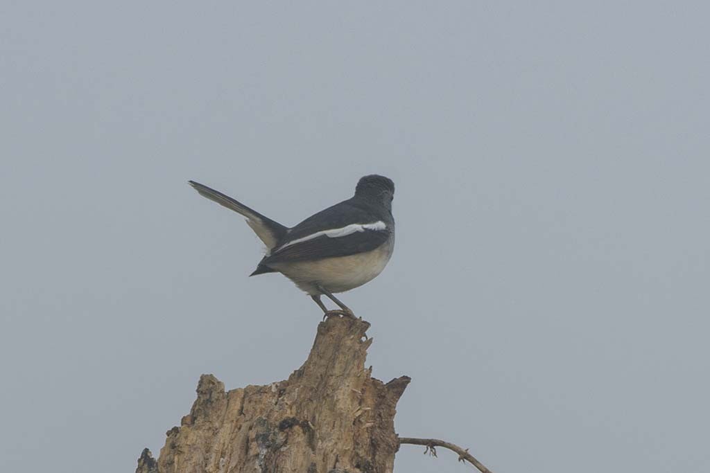 Oriental Magpie-Robin - ML638985652