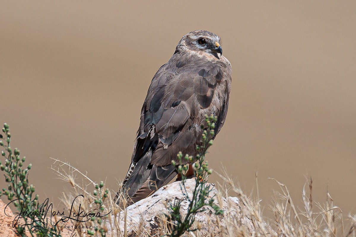 Montagu's Harrier - ML638985656