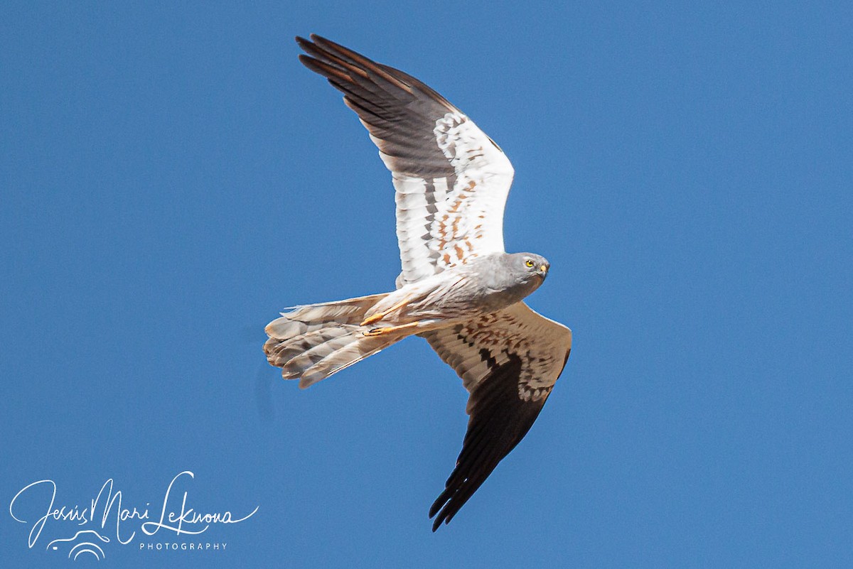 Montagu's Harrier - ML638985657
